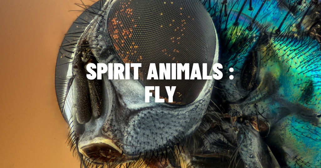 Fly Spirit Animal: Symbolism and Meaning Explored