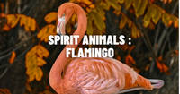 The Enchanting World of Flamingo Symbolism and Meaning