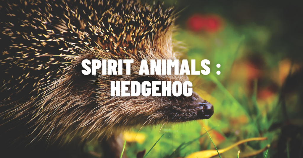 Hedgehog Spirit Animal Meaning